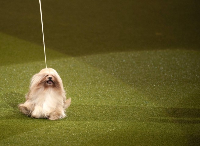 crufts